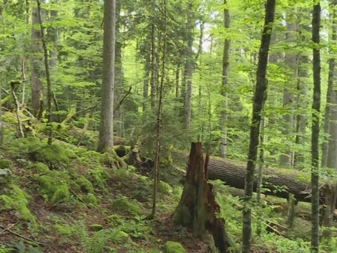 Из прашуме извучено најстарије стабло у Српској (ВИДЕО)