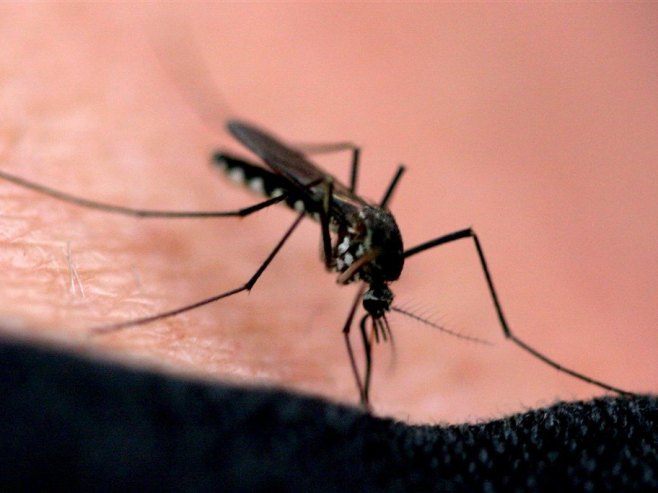 Инвазија комараца на истоку Хрватске, у августу се очекује и "тиграсти"