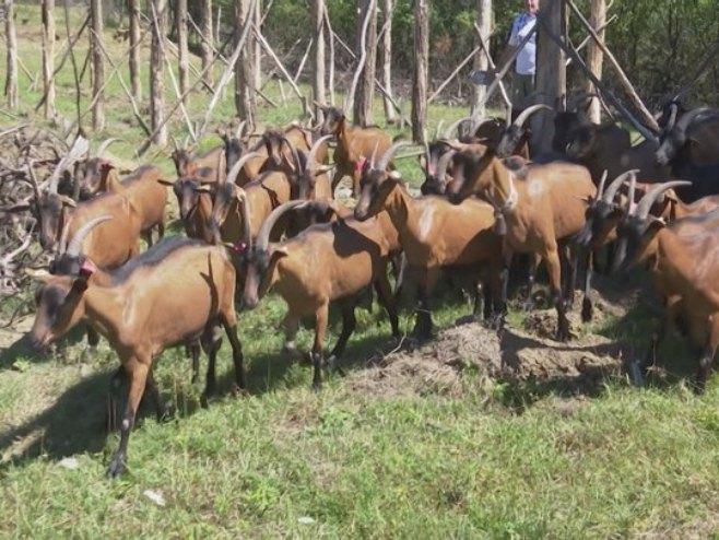 Због бруцелозе уништено стадо коза у Фојници, власник у болници