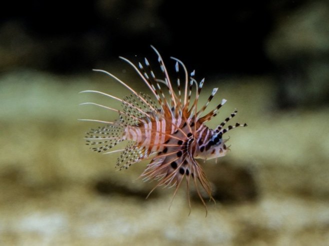 Риба лав (Фото: EPA-EFE/GRZEGORZ MICHALOWSKI) - 