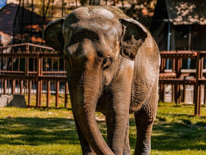 Угинула слоница Твиги (Фото: facebook.com/zoovrtbeograd) Угинула слоница Твиги (Фото: facebook.com/zoovrtbeograd) -