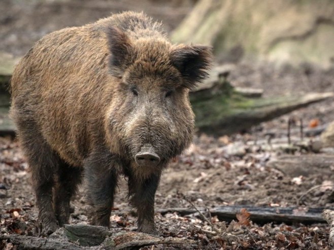 Дивља свиња (Фото: EPA/FOCKE STRANGMANN) - 