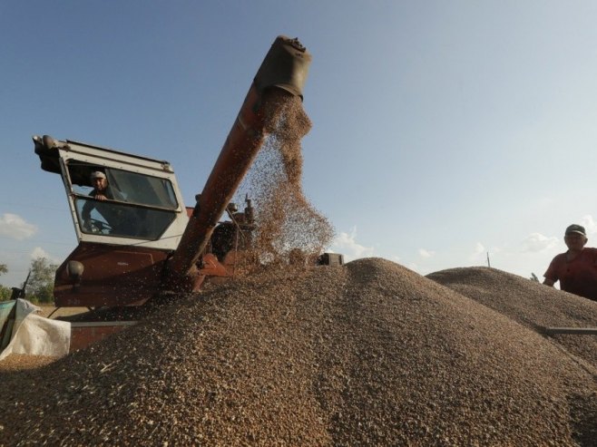 Жито (Фото: EPA/SERGEY DOLZHENKO) - 