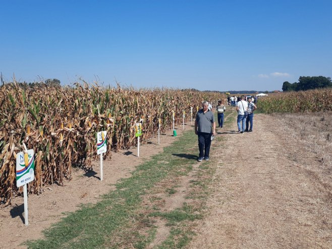 "Дана поља кукуруза и соје Бијељина 2023" - Фото: СРНА