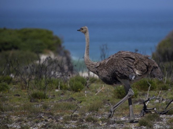 Велика Британија (Фото: EPA-EFE/NIC BOTHMA) - 