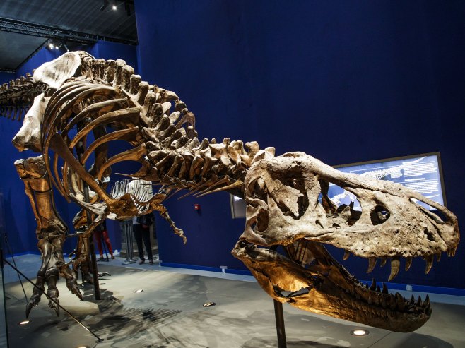 Скелет диносауруса (Фото: EPA-EFE/CHRISTOPHE PETIT TESSON) - 