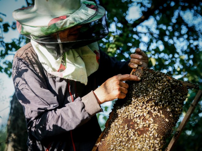 Пчеларство (Фото: EPA-EFE/OLEG PETRASYUK) - 
