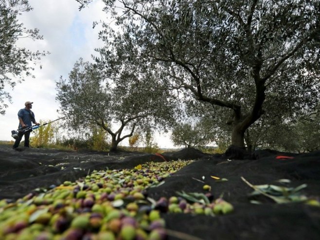 Берба маслина (Фото: EPA-EFE/Guillaume Horcajuelo) - 
