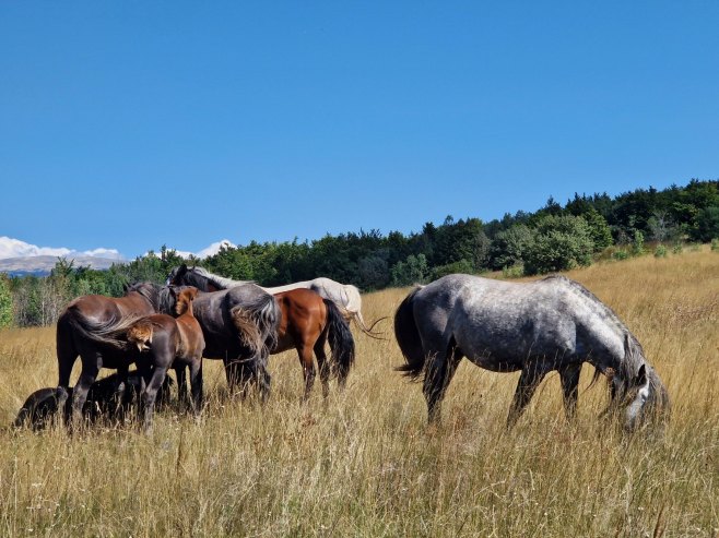 Ливањским пољем галопирају коњи протјераних српских домаћина