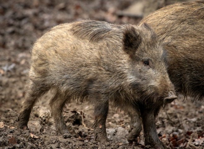 Дивља свиња (фото: EPA-EFE/FOCKE STRANGMANN - илустрација) - 
