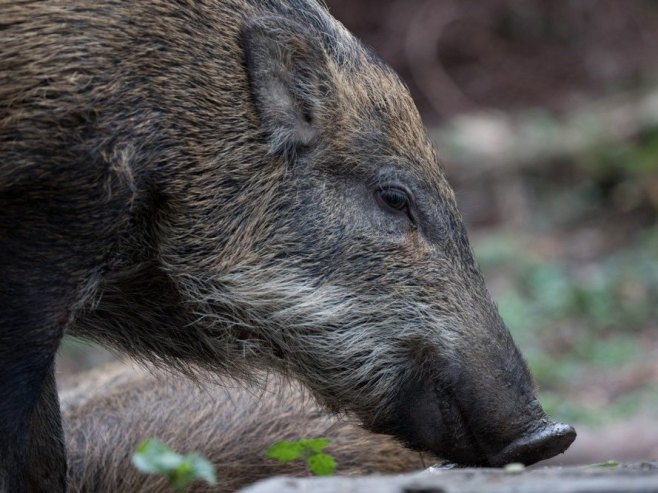 Дивља свиња (Фото: EPA-EFE/JEROME FAVRE ATTENTION, илустрација) - 