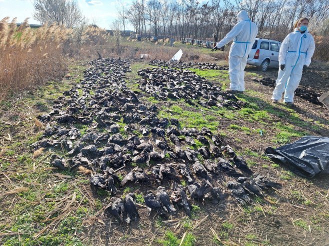 Пронађено 800 мртвих птица на ораницама код кикиндског села Накова (ФОТО)