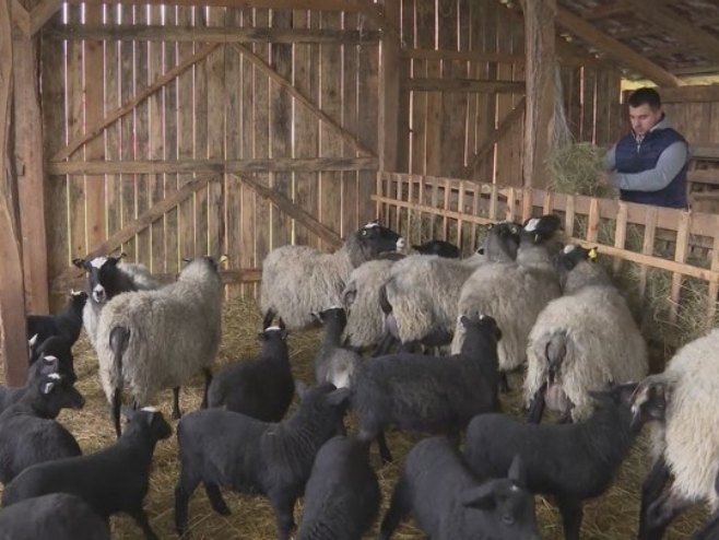 Фарма оваца - Фото: РТРС