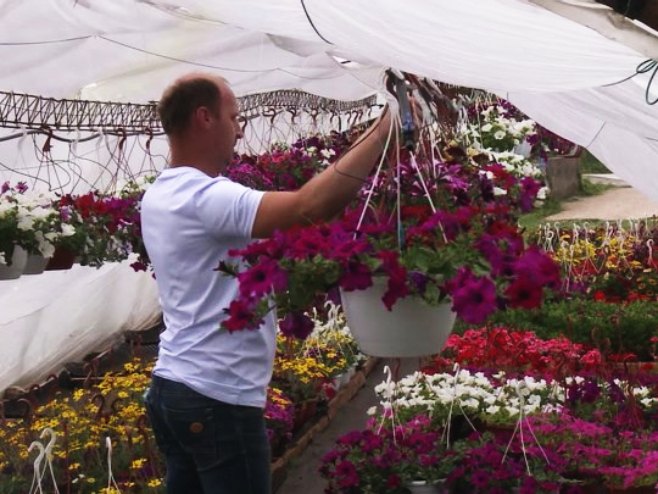 Од хобија до бизниса - породица Булут међу ријетким узгајивачима цвијећа у Требињу (ВИДЕО)