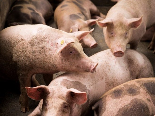 Свиње (Фото: илустрација/EPA-EFE/ORLANDO BARRIA) - 