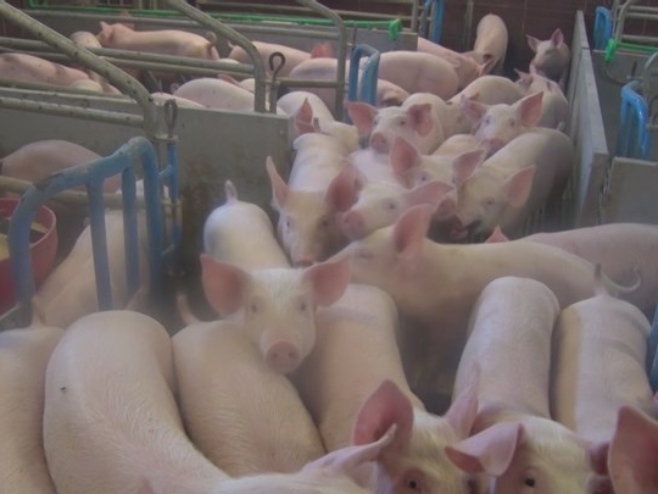 Сваке године пред празнике поскупи, али ове изгледа неће много - колико кошта божићна печеница?