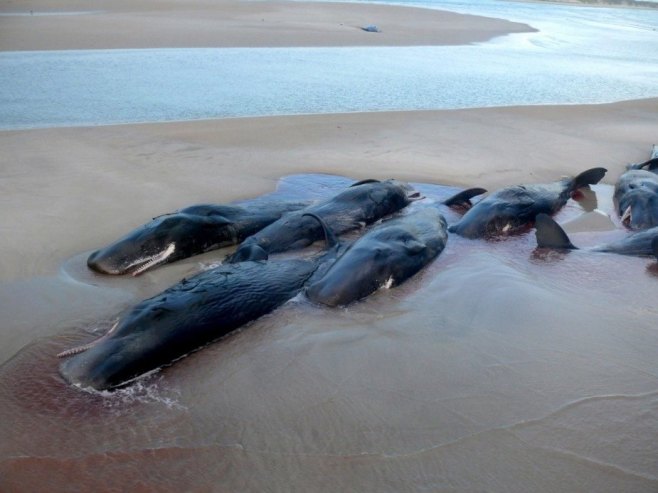 Насукани китови, илустрација (Фото: EPA/NATIONAL PARKS AND WILDLIFE SERVICE AUSTRALIA AND NEW ZEALAND) Насукани китови, илустрација (Фото: EPA/NATIONAL PARKS AND WILDLIFE SERVICE AUSTRALIA AND NEW ZEALAND) -