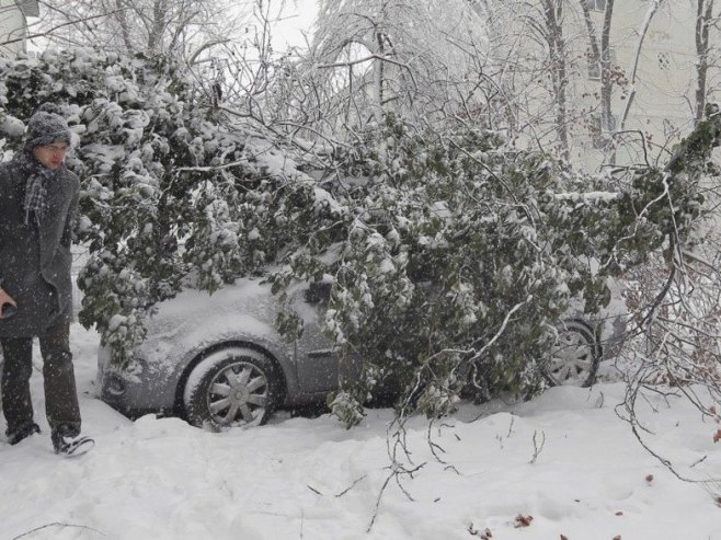 Дрво (Фото: EPA/ROBERT GHEMENT/илустрација) Дрво (Фото: EPA/ROBERT GHEMENT/илустрација) -