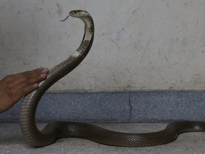 Кобра (Фото: EPA-EFE/NARONG SANGNAK/илустрација) - 