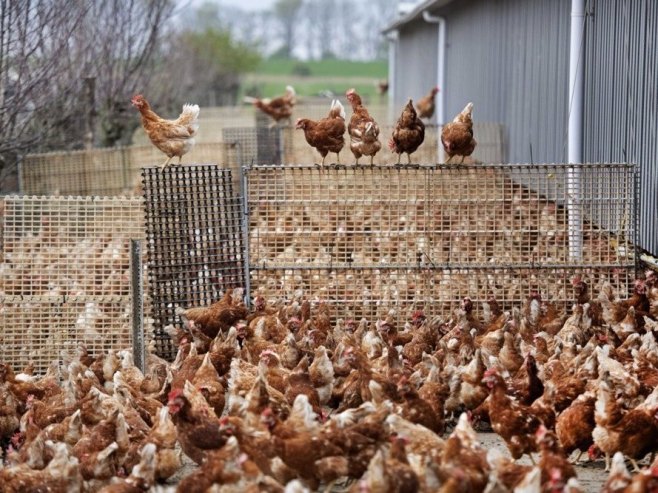 Живинарска фарма (Фото илустрација: EPA-EFE/OLAF KRAAK) - 