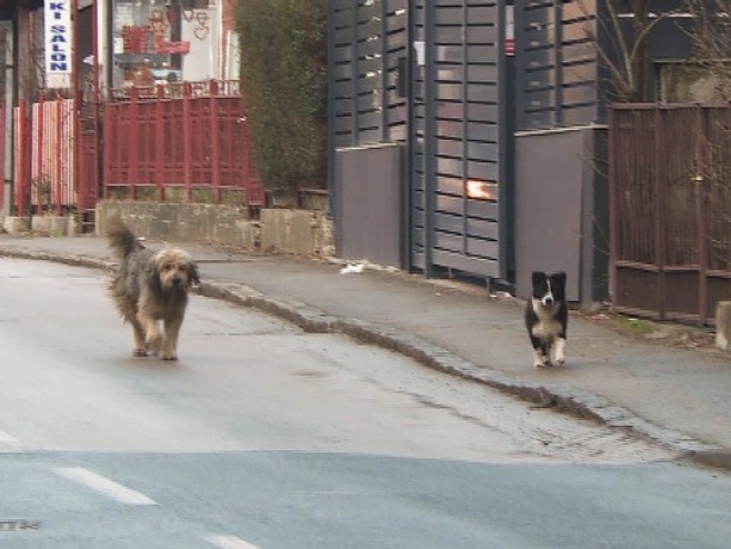 Пси луталице - Фото: РТРС