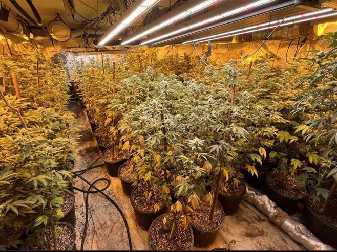 Засад марихуане (фото: MUP KS) - 