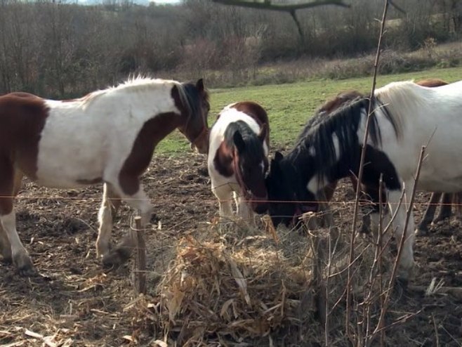 Коњи - Фото: РТРС