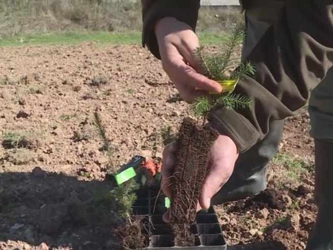 Садница Панчићеве оморике - Фото: РТРС