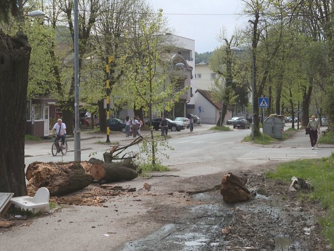 Пало стабло у Бањалуци Пало стабло у Бањалуци - Фото: РТРС