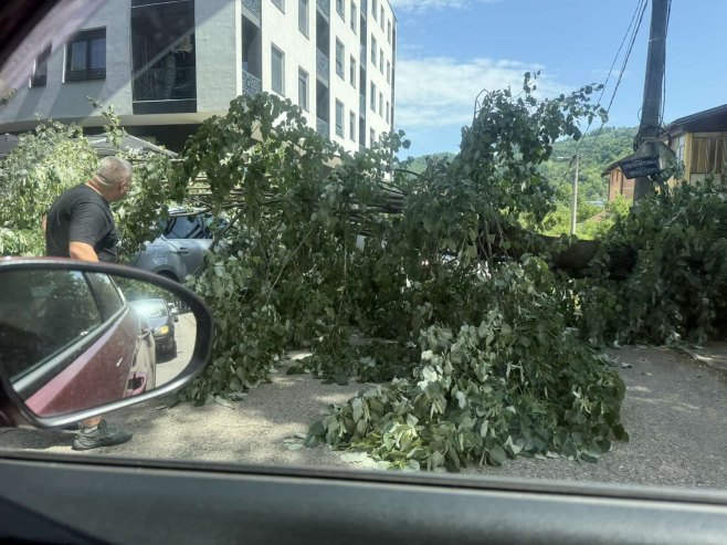 Бањалука: Срушило се дрво и оштетило најмање два аутомобила (ФОТО)