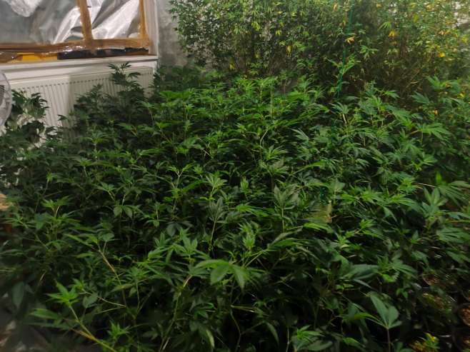 Пронађена лабораторија за узгој марихуане на Илиџи - Фото: СРНА