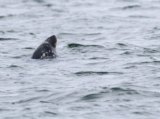 Уловљен морски пас који није опасан по људе и враћен у воду