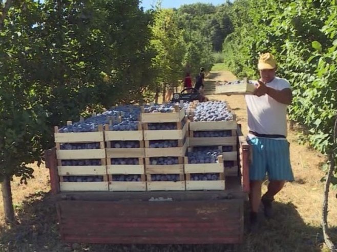У Мајевичким воћњацима почела берба шљиве: Лоша година и за произвођаче и за откупљиваче (ВИДЕО)