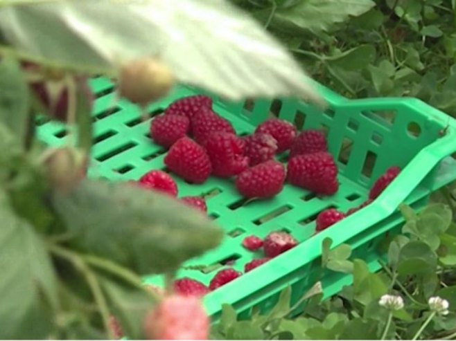 Произвођачи малина траже веће откупне цијене (ВИДЕО)