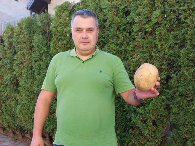 Гламочки кромпир ове године родио изузетно - пољопривредници презадовољни