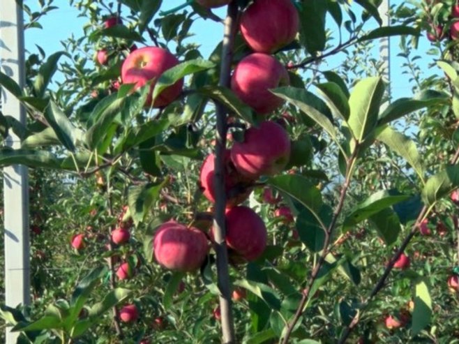 Род воћа у Поткозарју Род воћа у Поткозарју - Фото: РТРС