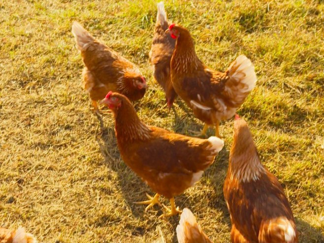 Због птичијег грипа пријети несташица јаја