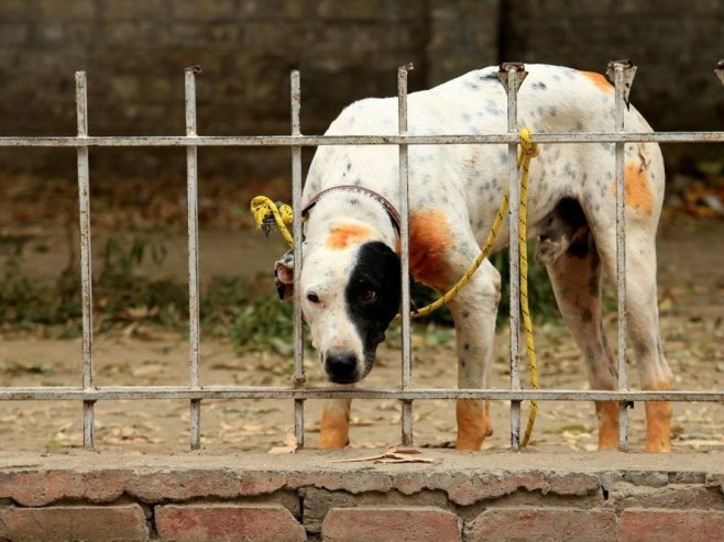 У Горажду пас луталица напао дјечака, нанио му више повреда по глави и тијелу