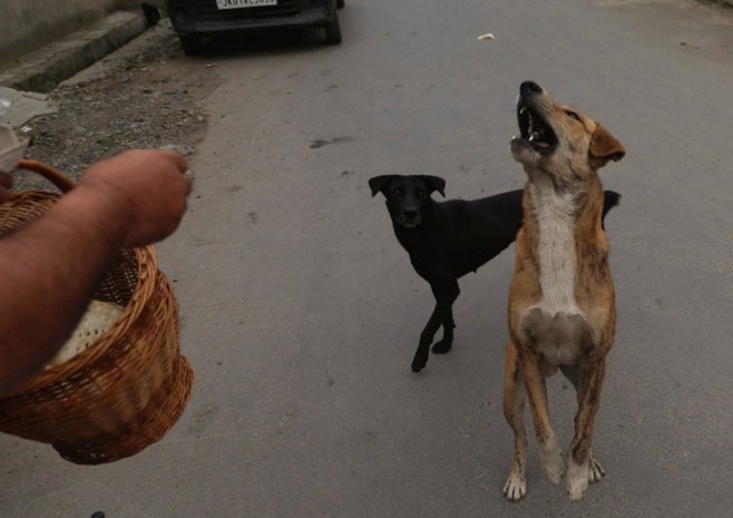 Пси (Фото: EPA/FAROOQ KHAN, илустрација) Пси (Фото: EPA/FAROOQ KHAN, илустрација) -