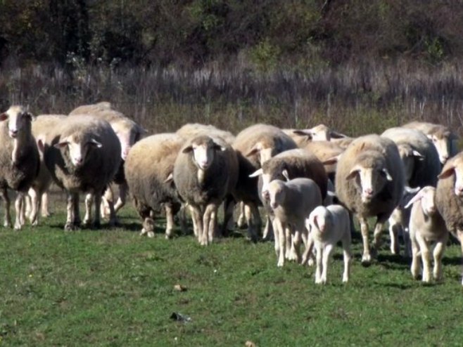 На подручју Градишке регистрована болест тзв. плавог језика (ВИДЕО)
