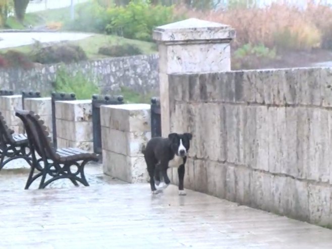 Пси лутуалице представљају велики проблем грађанима Вишеграда