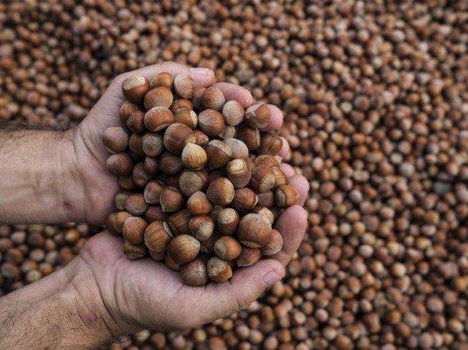 У Лијевче пољу све више засада под љешником (ВИДЕО)