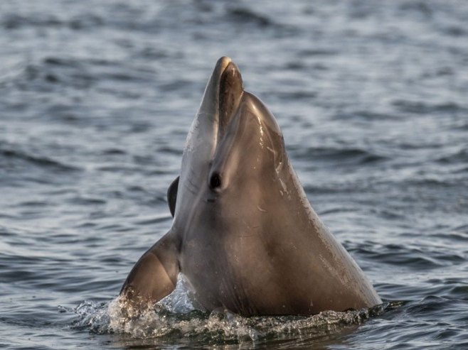Дивљи делфин Мимо редован посјетилац вода код Трга Светог Марка у Венецији (ВИДЕО)