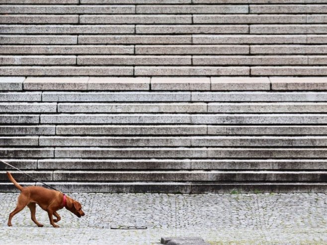 Пас (Фото: EPA/ANNA SZILAGYI) - 