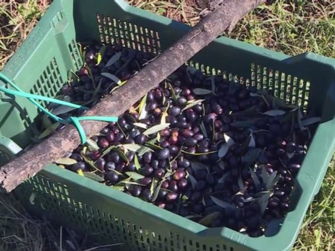 Берба маслина у Херцеговини приводи се крају; Квалитет и принос одлични (ВИДЕО)