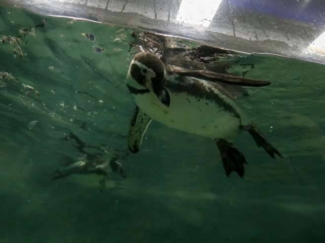 Зоолошки врт у Београду богатији за четири пингвина