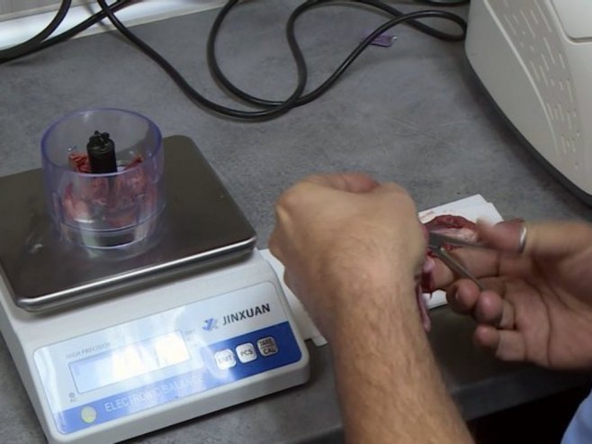 Ватеринари упозоравају - важна контрола меса на присуство трихинеле (ВИДЕО)