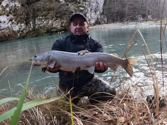 Оборен рекорд у Фочи:  Уловљено 17 младица, највећа преко метар