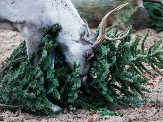 Конвој ирваса на Камчатки се спрема за предстојеће празнике (ВИДЕО)