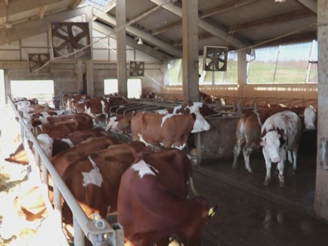 Савремена фарма крава - Фото: РТРС